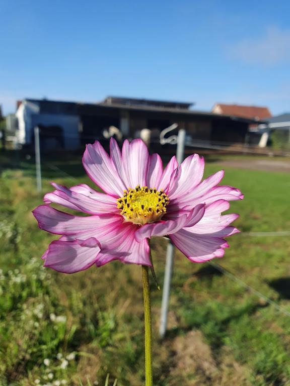 Houten Huisje Tussen Paarden Nieuwerkerken Exteriér fotografie