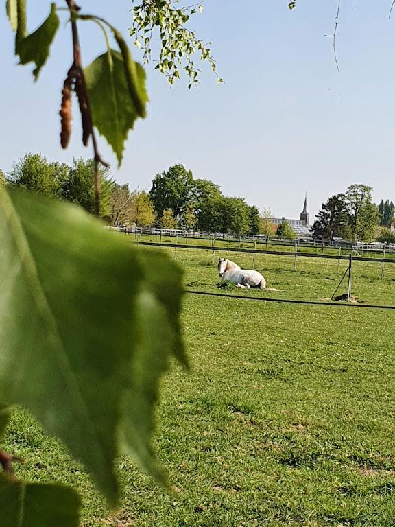 Houten Huisje Tussen Paarden Nieuwerkerken Exteriér fotografie
