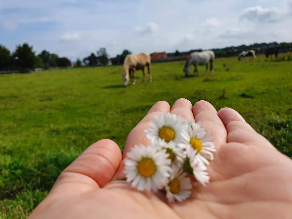 Houten Huisje Tussen Paarden Nieuwerkerken Exteriér fotografie
