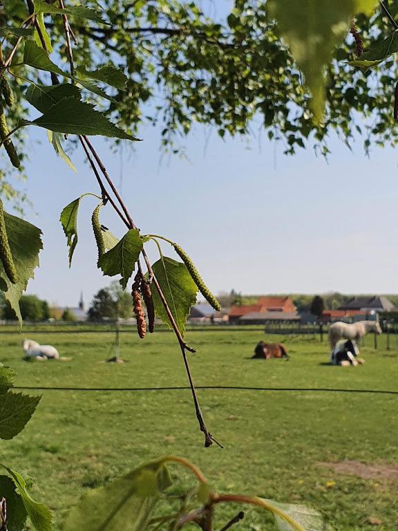 Houten Huisje Tussen Paarden Nieuwerkerken Exteriér fotografie