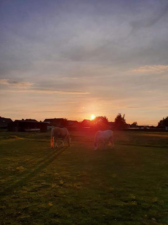 Houten Huisje Tussen Paarden Nieuwerkerken Exteriér fotografie